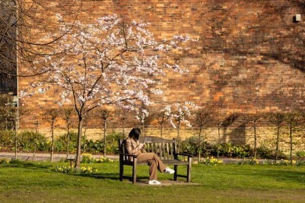 A person sits on a bench under a small blossom tree in a green space on campus. There are daffodils and a red brick building in the background, and it's a beautiful, sunny, spring day.
