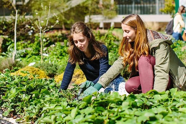 Two students in gardening in the sustainability garden