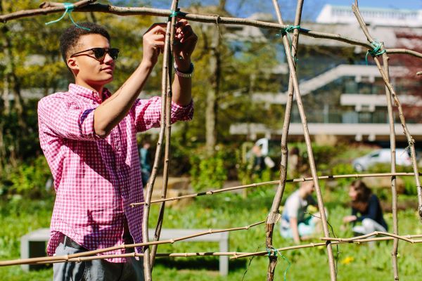 A student ties together a willow support climbing frame for plants in the Sustainable Garden on campus. Several other students work int he background planting. It is a bright and sunny day.