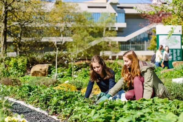 Two students kneel down to plant strawberries in the Sustainable Garden on campus. The bed is full of strawberries in leaf and other greenery and tress sit behind the students.
